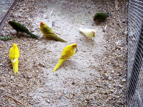 kakarikis 40 60700 Pontpoint