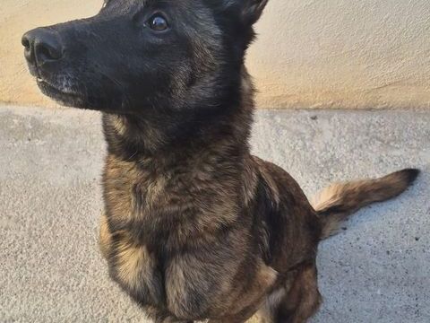 BELLA, malinoise 10 ans DON LIBRE 0 34500 B�ziers
