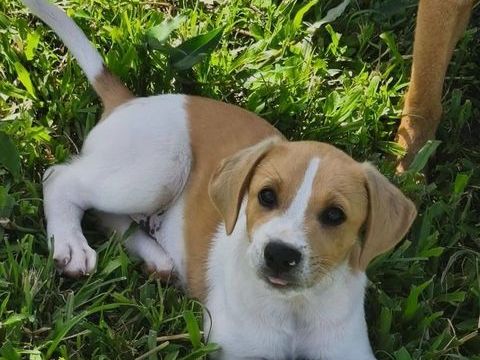 Apache, m&acirc;le crois&eacute; berger cr&eacute;ole, n&eacute; le 28/11/2025 🤍 300 78000 Versailles