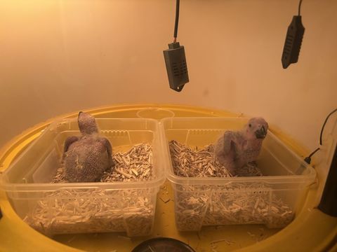 B&eacute;b&eacute;s perroquets gris du Gabon. 1500 95370 Montigny-l�s-cormeilles