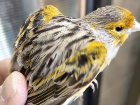 canaris 15 44390 Nort-sur-erdre