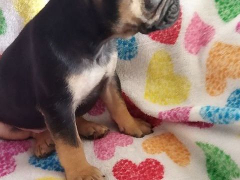 bb bouledogue fran&ccedil;ais 850 59360 La groise