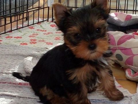 Chiots Yorkshire 900 16150 Chabanais