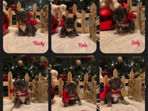 a reserver magnifiques chiots bouledogue fran&ccedil;ais 0 77670 Vernou-la-celle-sur-seine