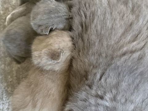 Chatons british shorthair loof 1400 01300 Belley