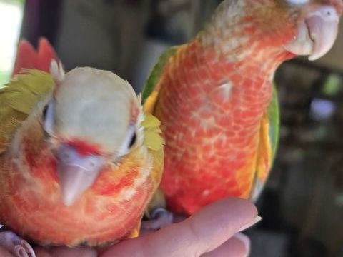 Femelle conure suncheek et opaline rouge port dilute eam 350 77240 Vert-saint-denis