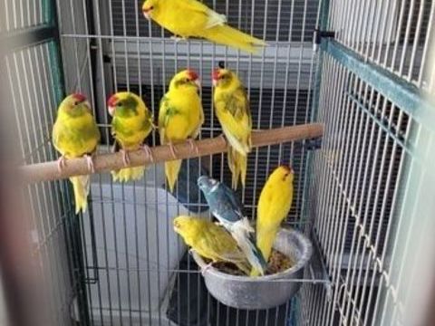 perruche kakariki 40 30700 Saint-quentin-la-poterie