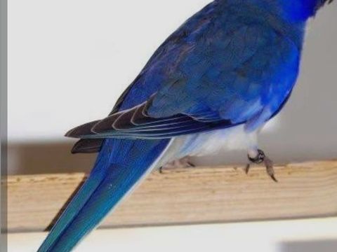 Recherche mâle perruche splendide 40 77400 Saint-thibault-des-vignes