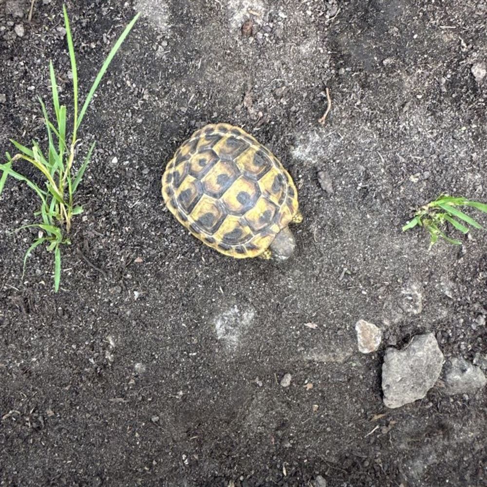   Tortue Herman 1 an et 2 deux et demi 