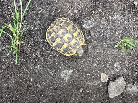 Tortue Herman 1 an et 2 deux et demi 70 91310 Montlhéry