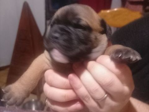 A r&eacute;server 7 magnifique chiots bulldog continental de amour 800 31660 Bessi�res