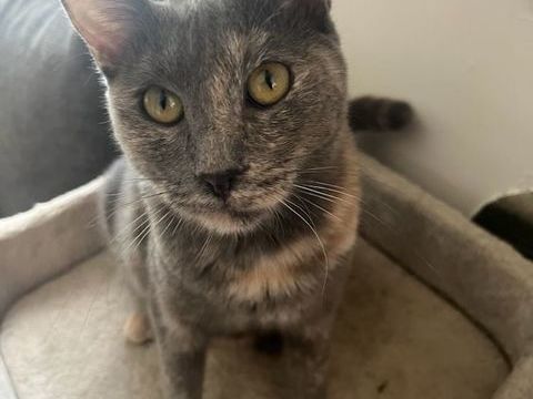 Aika recherche une famille adoptive pour la vie 250 91650 Breuillet