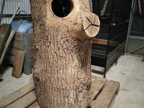 Nid tronc Ara 1 86540 Thur