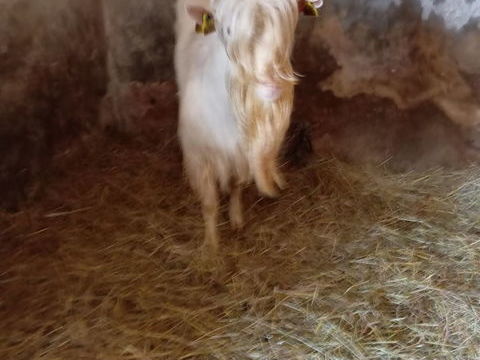 Bouc saanen de deux ans boucle vermifuge et d&eacute;clar&eacute; &agrave; l ede 90 49160 Longu�-jumelles