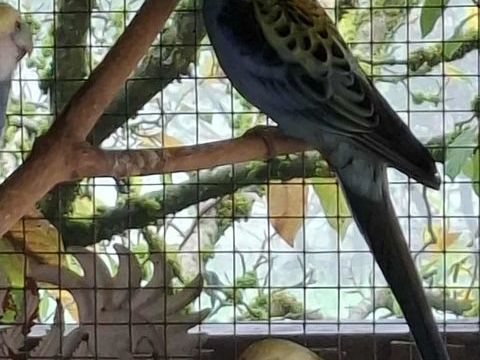 Perruche 85 38230 Chavanoz