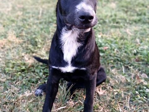 ✨️ VITO ✨️ 🐶 290 76000 Rouen