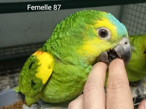 Jeunes perroquets Amazones à front bleu 2025 980 47430 Caumont-sur-garonne