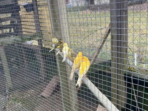 canaris 20 38630 Corbelin