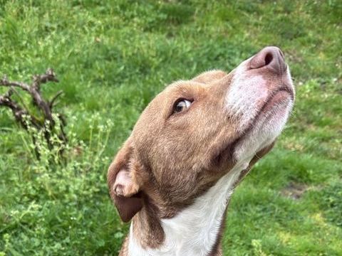 BENJI 2ans, aussi mignon qu'adorable ! (ok chat ) 315 24140 Douville