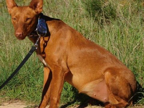 PROMISSE - petite Podenca &agrave; la recherche de son foyer pour la vie ✨ 315 24140 Douville