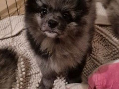 4 CHIOTS MALES SPITZ NAIN 1200 10210 Villiers-le-bois