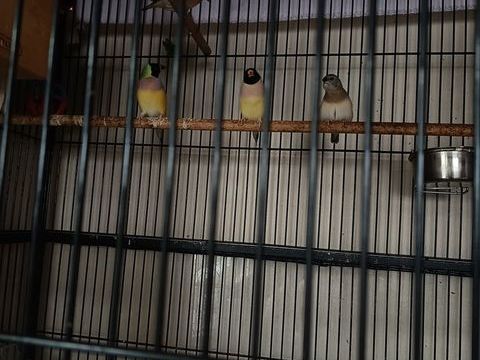 Diamant de gould 20 64200 Biarritz