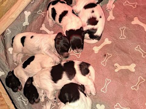 Chiots schapendoes 850 36230 Fougerolles