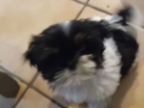 Recherche chiot femelle petite taille 0 64220 Saint-jean-pied-de-port