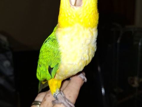 CAIQUE EAM 650 13380 Plan-de-cuques