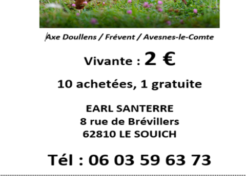 Poule pondeuse de r&eacute;forme 2 62810 Le souich