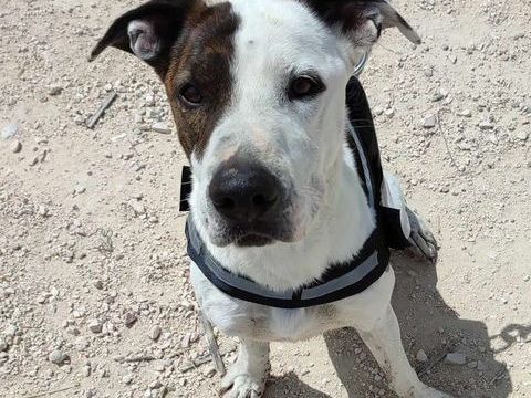 JACK, 4 ans, un amour de chien 315 24140 Douville