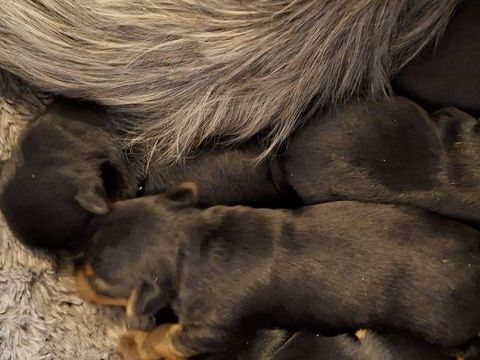  Chiots BIEWER 1400 24110 Manzac-sur-vern