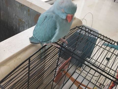 Bonjour je mon un m&acirc;le perruche &agrave; collier eam de cette 350 17200 Royan