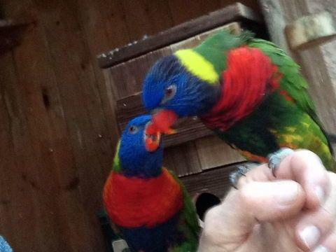 Loriquet de swainson EAM 450 13220 Ch�teauneuf-les-martigues