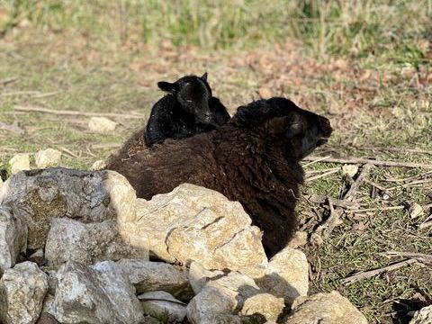 Agneau ouessant parfait pour l'écopaturage 120 77515 Saint-augustin