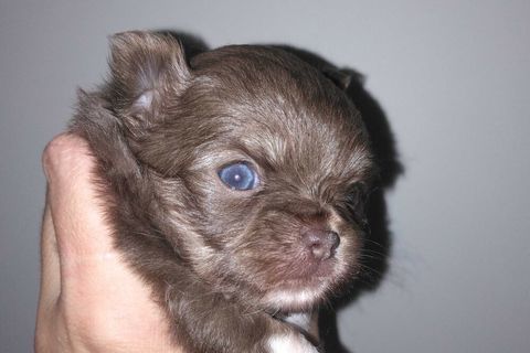 chihuahua merle chiot 850 82100 Labastide-du-temple