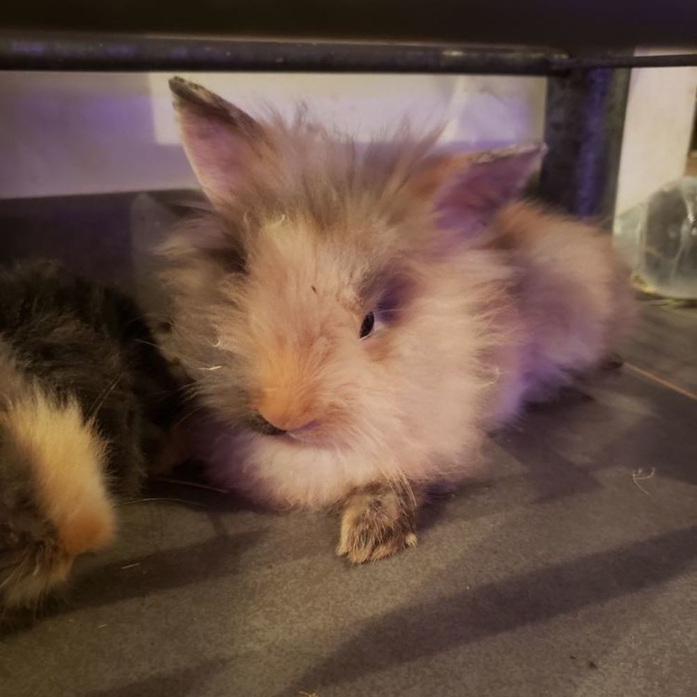   bébés lapin nain angora à tête de lion 
