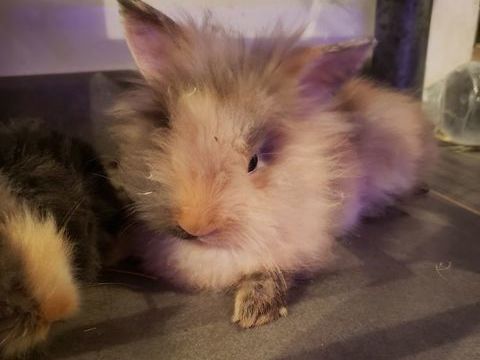 b&eacute;b&eacute;s lapin nain angora &agrave; t&ecirc;te de lion 50 83400 Hyères