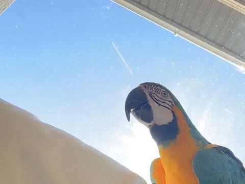 Perroquet 1600 38490 Les abrets en dauphin