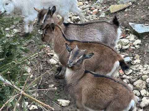 Chevrettes naines 200 18190 Ch�teauneuf-sur-cher