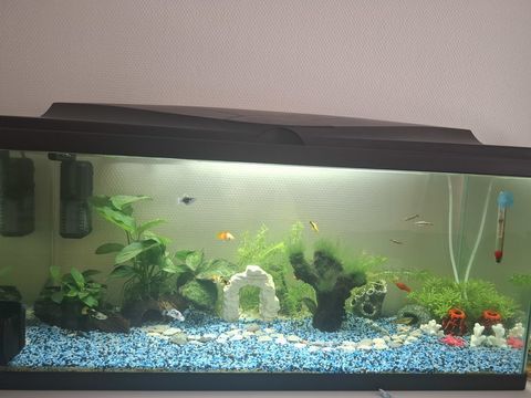 Alevins guppy et platy vari&eacute;s 1 66100 Perpignan