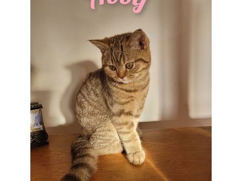 Chaton british shorthair LOOF 1100 59230 Saint-amand-les-eaux