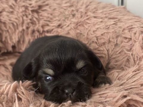 A réserver femelles Épagneul du Tibet 1300 56100 Lorient