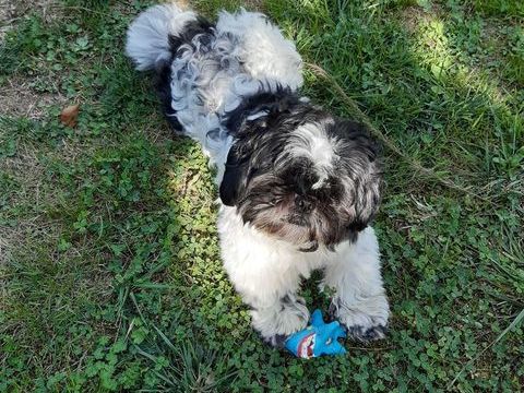 Shih tzu de 2 ans pour saillie 150 35310 Mordelles