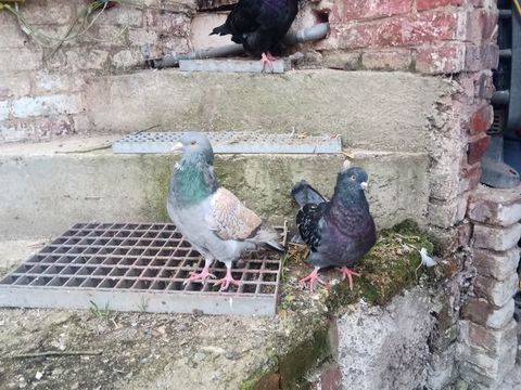 Pigeons ornement 
10 62000 Arras