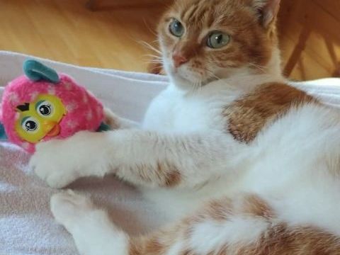 OLGA 180 38160 Saint-romans