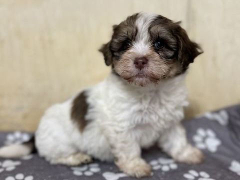 A r&eacute;serv&eacute; bichon havanais male et femelle 950 85220 La chapelle-hermier