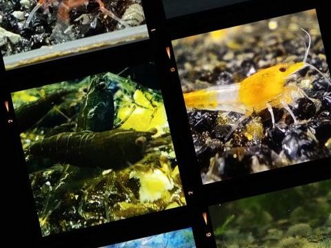 Crevette d eau douce 3 66170 Millas