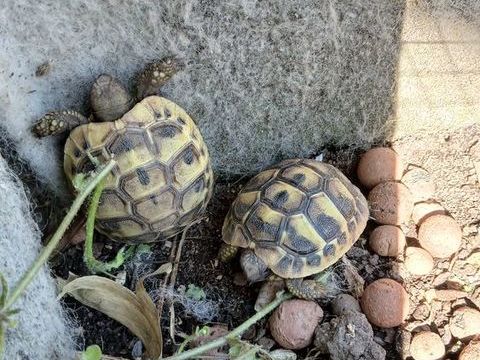 Tortue de terre 30 84510 Caumont-sur-durance