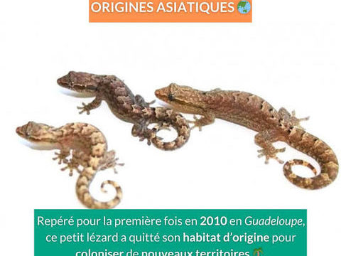 Lepidodactylus lugubris juv&eacute;niles et adultes 20 67150 Erstein
